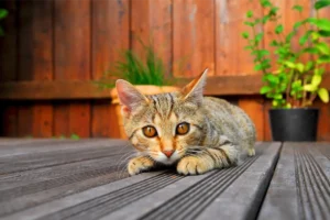 hout, houten terras, kat, poes, huisdier, tuin