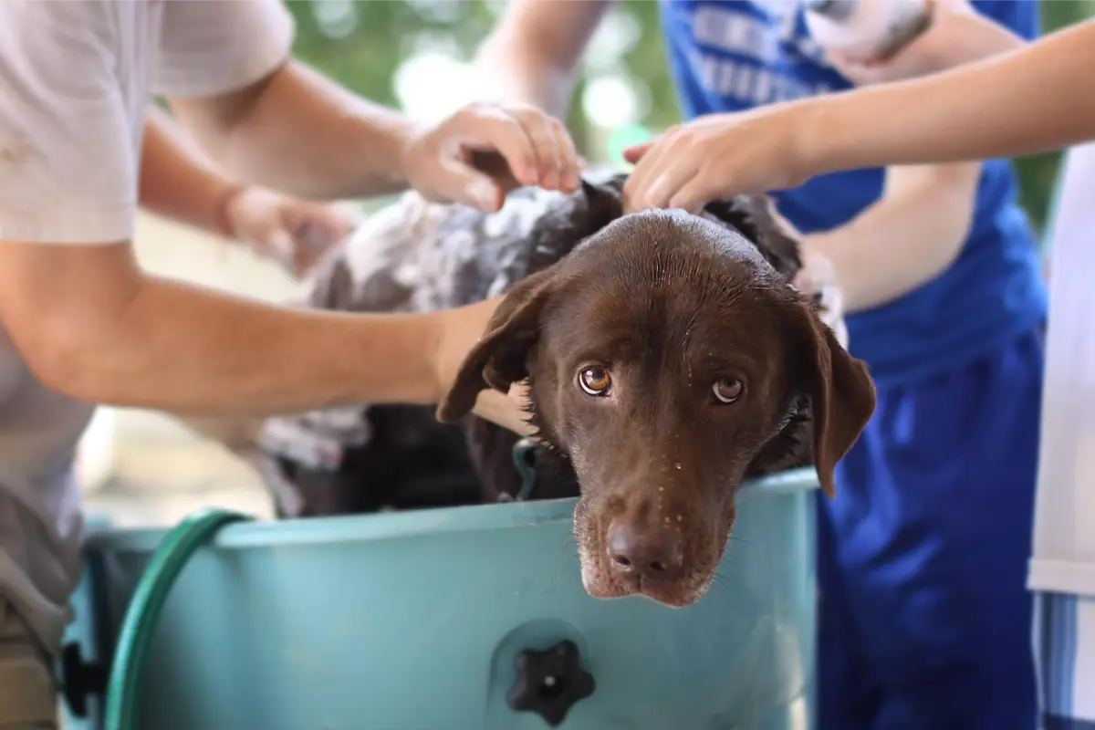 hond, wassen, huisdier