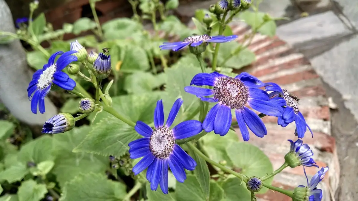 bloemen, planten, tuin, tuinieren