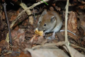 muis muizen, ongedierte