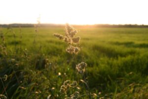 nazomer, natuur, veld, weide