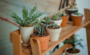 planten, plant, vetplant, kamerplant