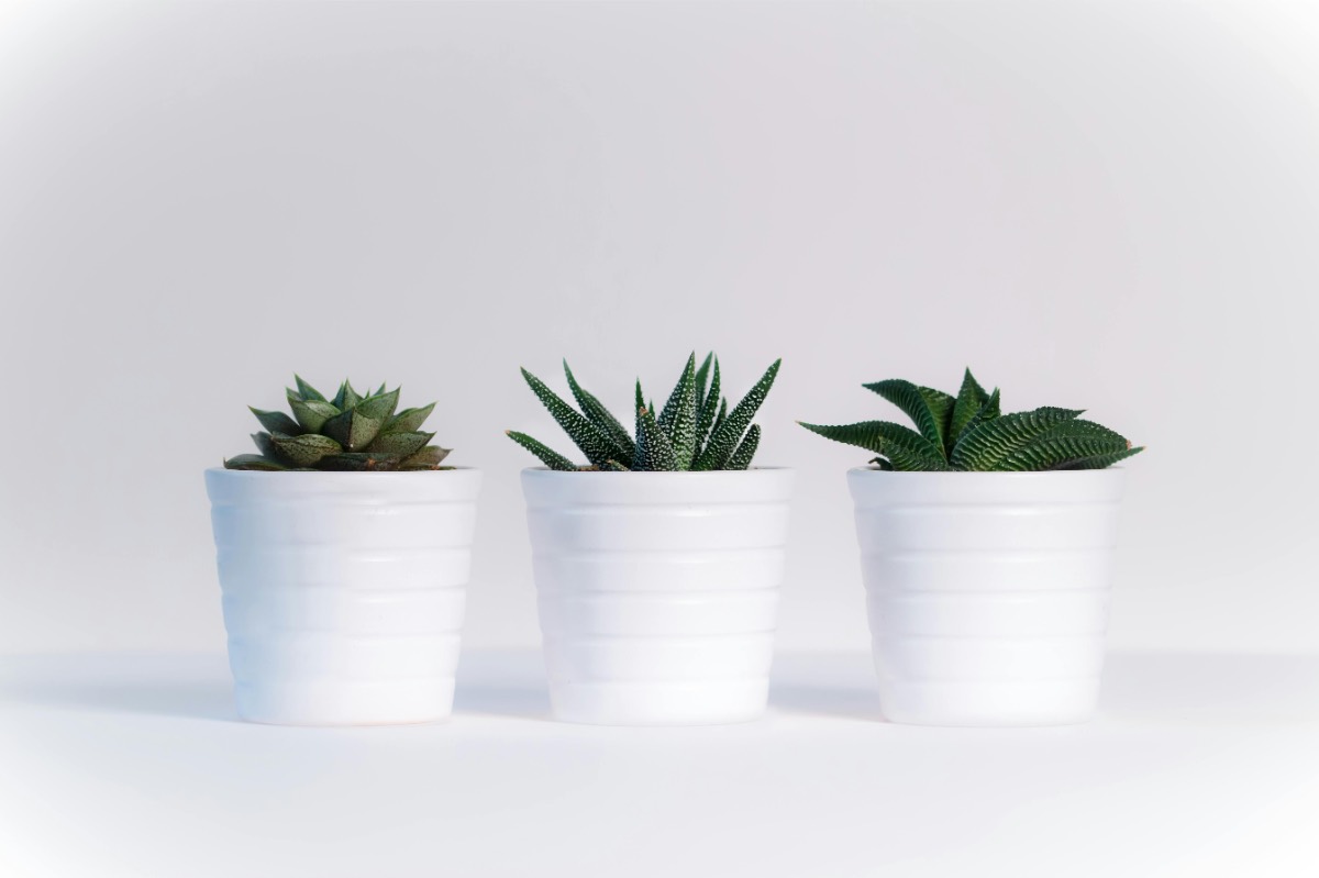 plant