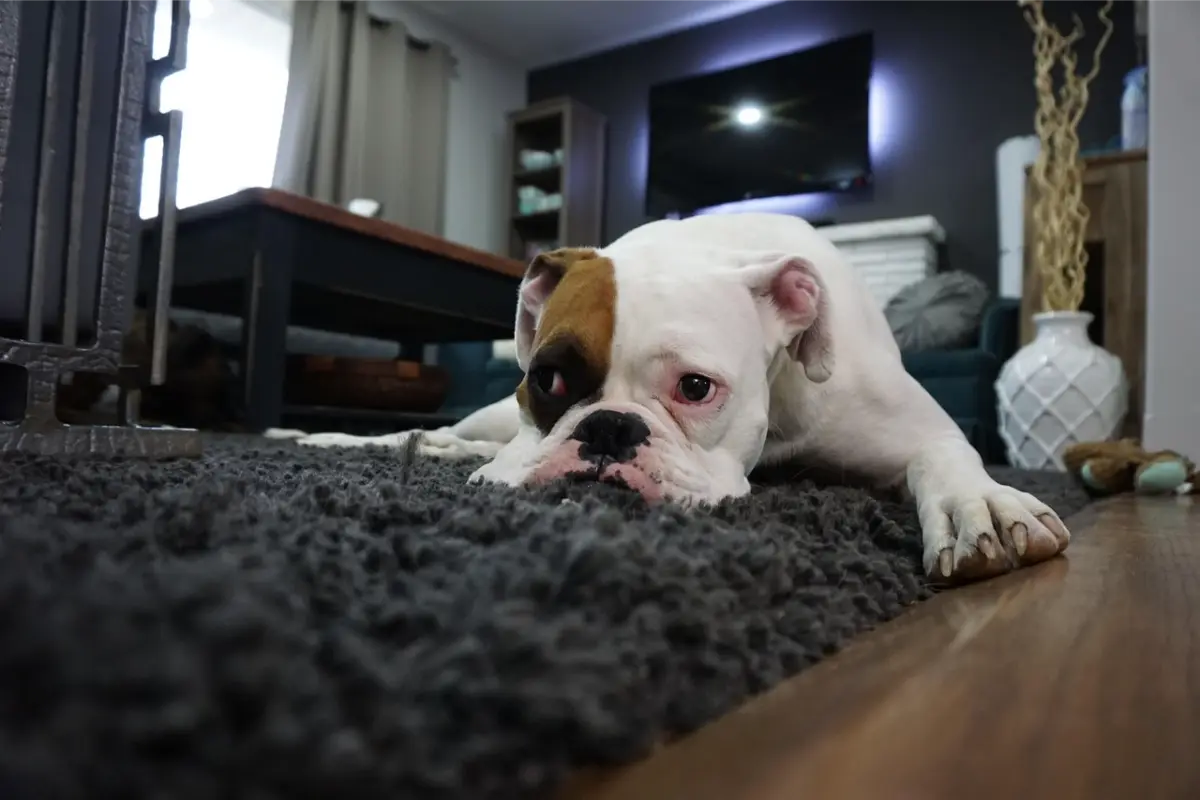 tapijt, hond
