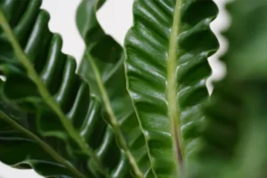 Kamerplant