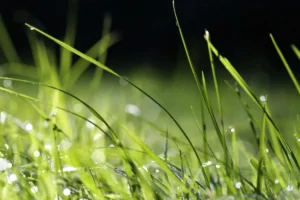 gras, gazon
