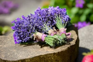 lavendel