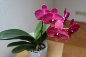 orchidee