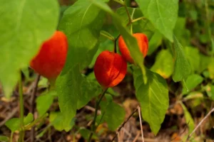 physalis of lampionplant