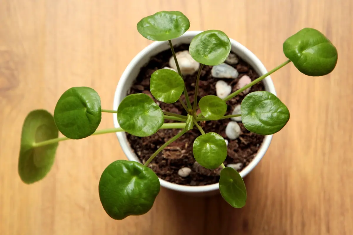 Pilea peperomioides, pannenkoekplant