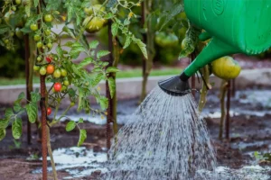 sproeien, gieter, moestuin, tomaten planten