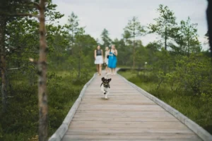 hond