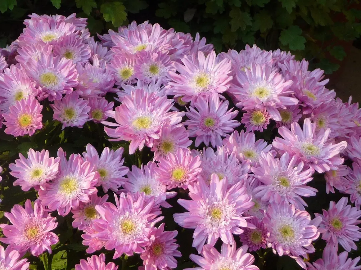 chrysanten
