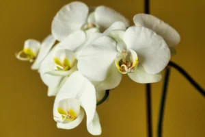 Orchidee