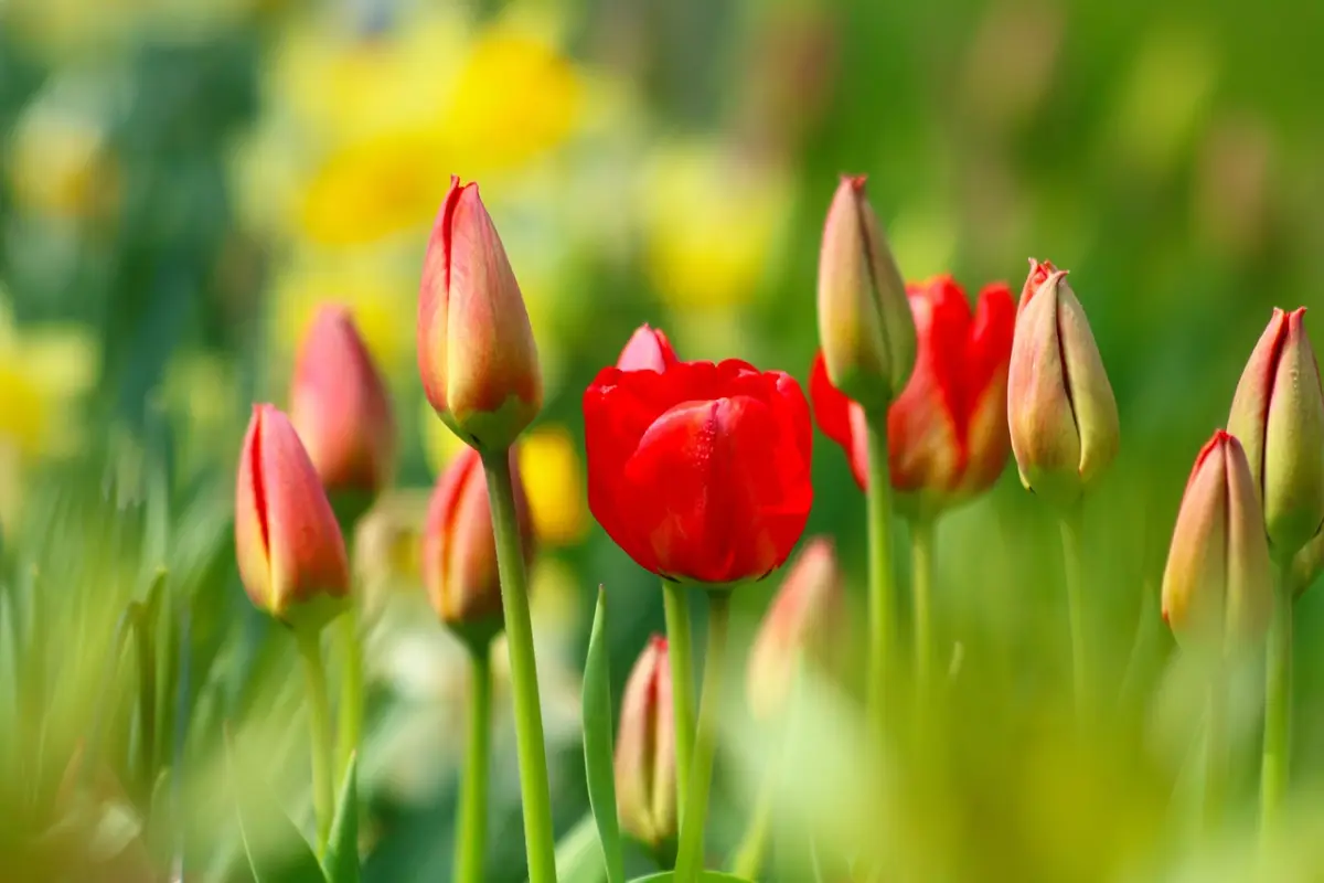 tulpen, bloemen, tuin