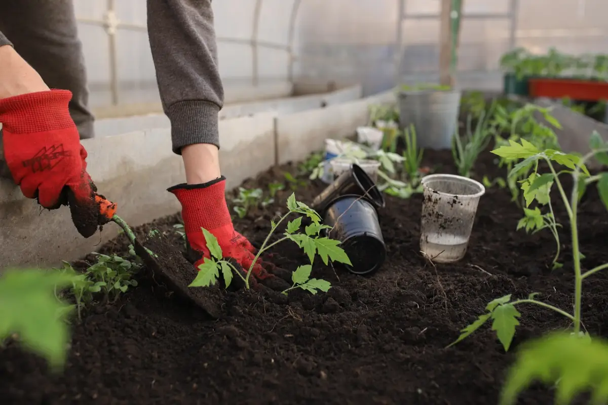Moestuin in december? Dit zijn de taken die je nu zeker niet mag vergeten
