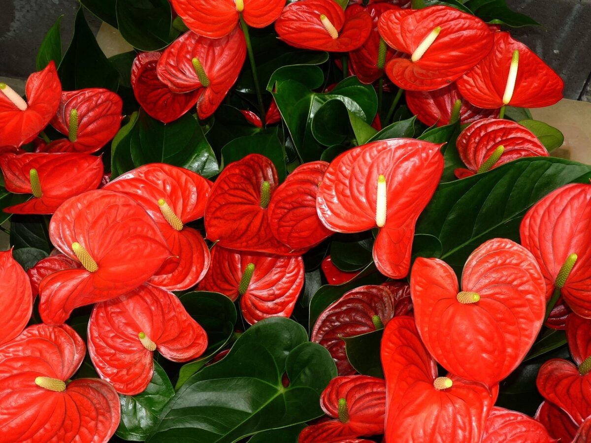 Anthurium, kamerplant, bloem